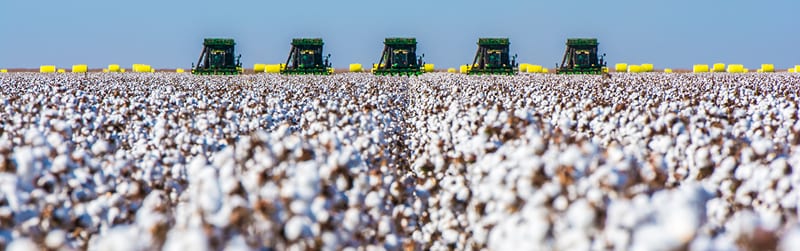 Farmers harvesting cotton for yarn